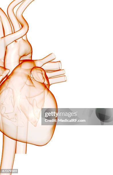 ilustrações de stock, clip art, desenhos animados e ícones de the heart and major vessels - ventrículo direito