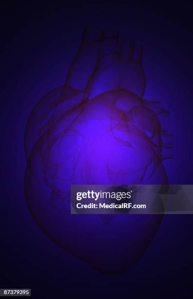 ilustrações de stock, clip art, desenhos animados e ícones de the heart - ventrículo direito