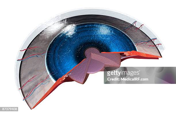 sectional anatomy of the eye - smooth muscle stock illustrations