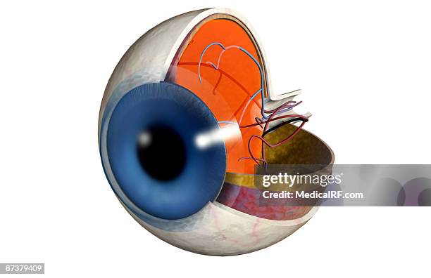 structure of the eye - vitreous humour stock illustrations