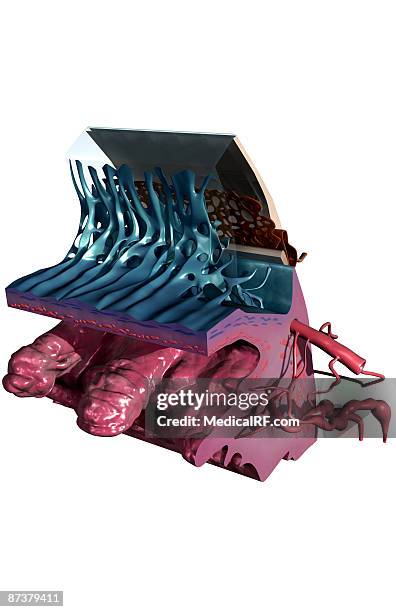 sectional anatomy of the eye - smooth muscle stock illustrations