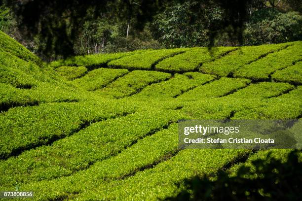 cameroon highlands tea plantations - cameroon highlands stock pictures, royalty-free photos & images