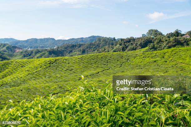cameroon highlands tea plantations - cameroon highlands stock pictures, royalty-free photos & images