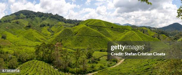 panoramic view of cameroon highlands tea plantations - cameroon highlands stock pictures, royalty-free photos & images