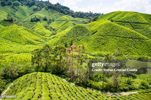 road crossing the cameroon highlands tea plantations - cameroon highlands stock pictures, royalty-free photos & images