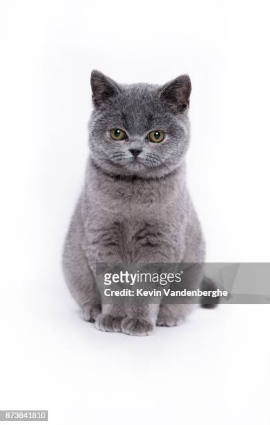 speelse jonge brits korthaar kat in studio - shorthair cat stock pictures, royalty-free photos & images
