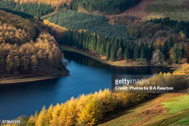 vivid autumn colour at derwent reservoir, peak district national park - derwent reservoir stock pictures, royalty-free photos & images