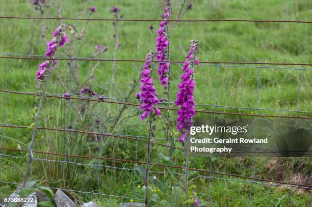 foxgloves against a fence, scotland - digitalis alba stock pictures, royalty-free photos & images