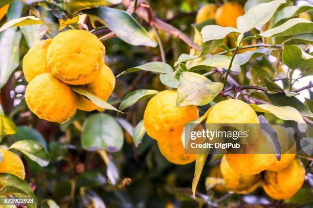 ripe yuzu fruits in the tree - yuzu stock pictures, royalty-free photos & images
