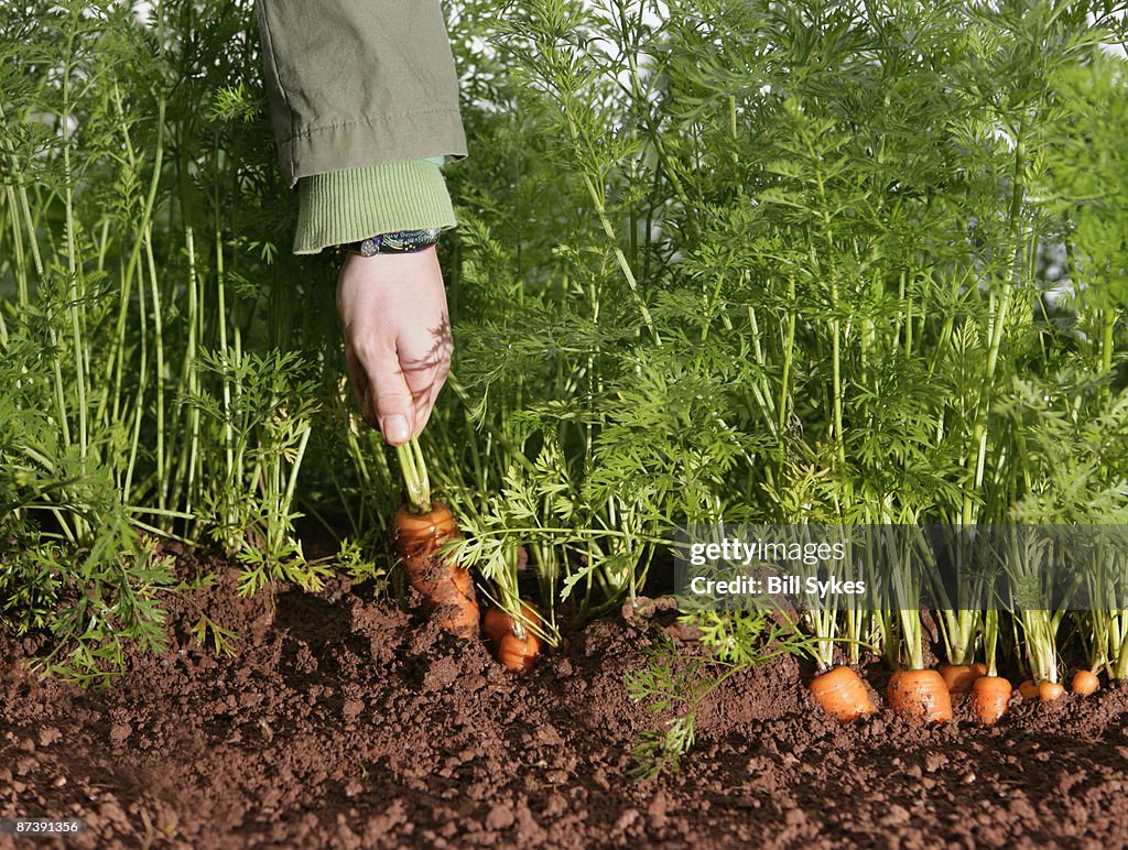 Farm worker picking carrot