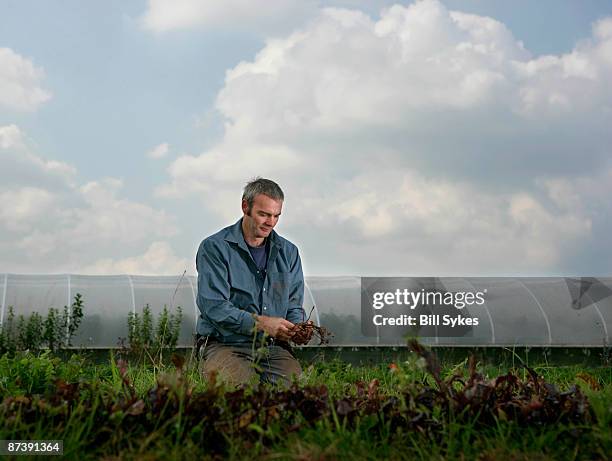 farm worker harvesting beetroots by hand - beet field stock pictures, royalty-free photos & images
