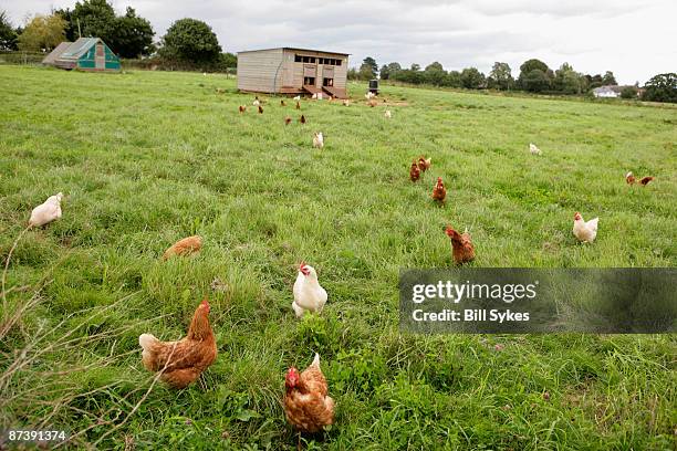 free range chickens - chickens in field stock pictures, royalty-free photos & images