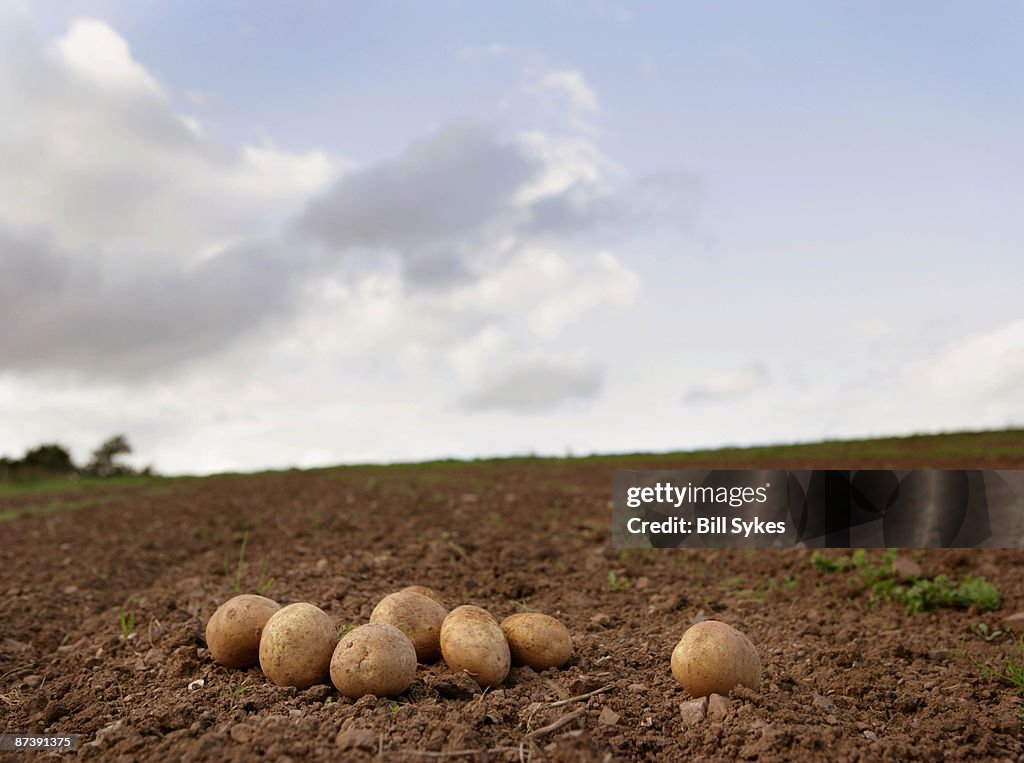 Potatoes on ground