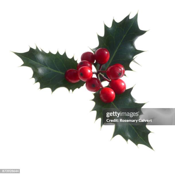 holly berries with three leaves on diagonal, on white. - decoración navideña fotografías e imágenes de stock