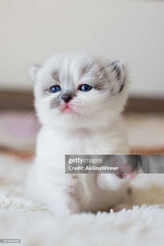 Baby Kitten And His Paw Up High-Res Stock Photo Getty Images