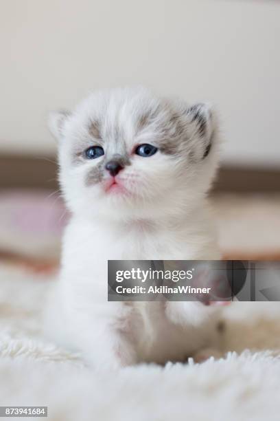 baby kitten and his paw up. - persian cat stock pictures, royalty-free photos & images