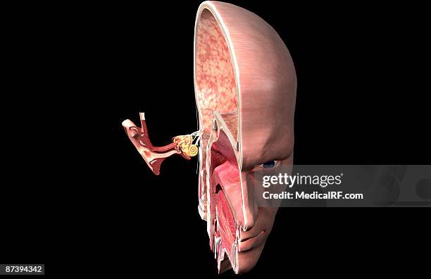 stockillustraties, clipart, cartoons en iconen met anatomy of the ear - internal auditory canal