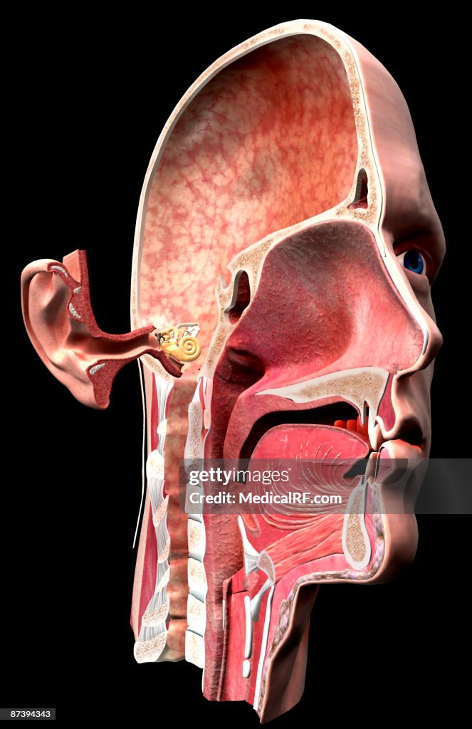 Anatomy Of The Ear High Biology Diagrams