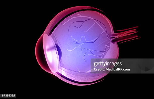 structure of the eye - vitreous humour stock illustrations