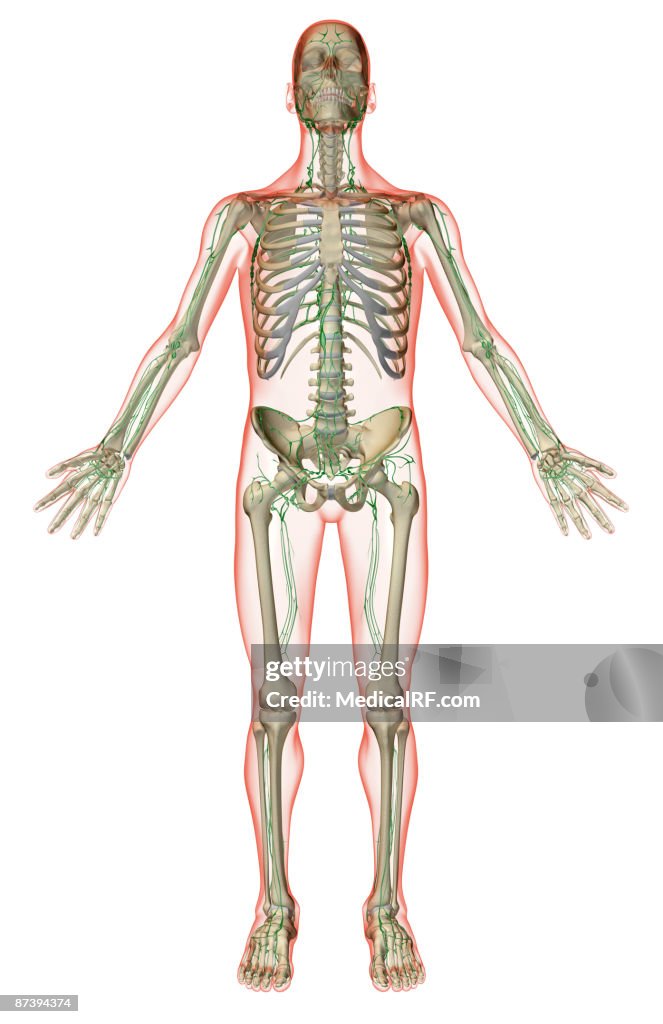 The lymphatic system