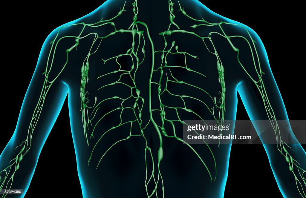The lymph supply of the upper body