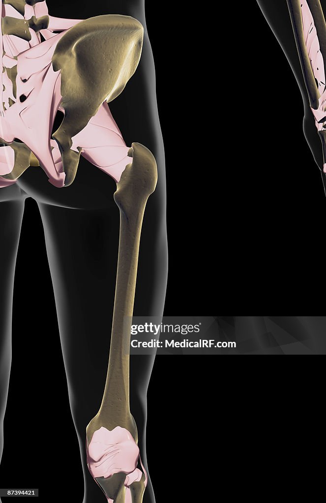 The ligaments of the hip and lower limb