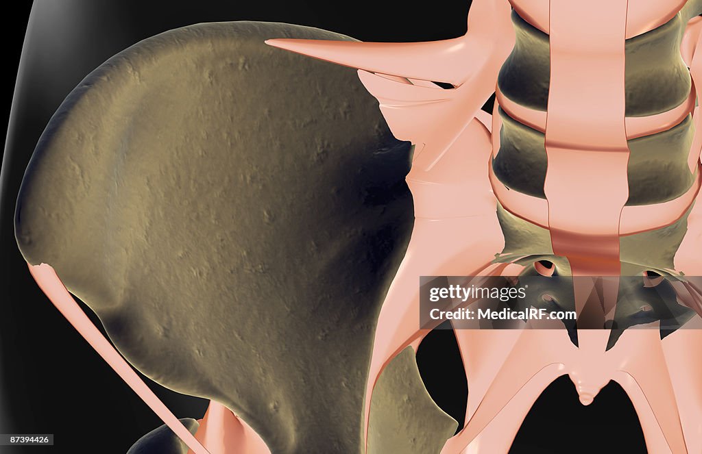 The ligaments of the hip
