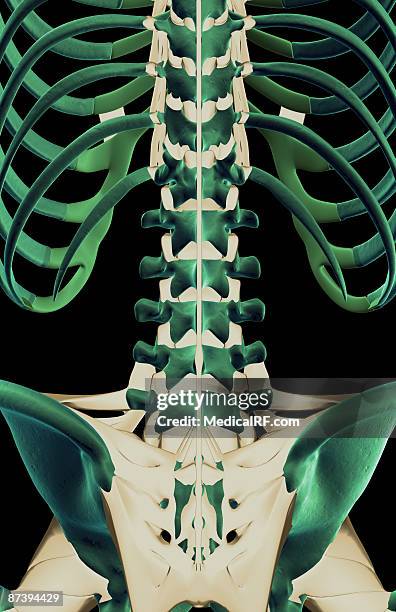 the ligaments of the lower back - lower back stock illustrations
