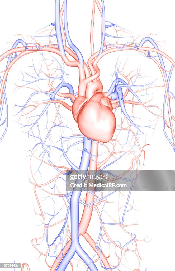 The blood vessels of the upper body