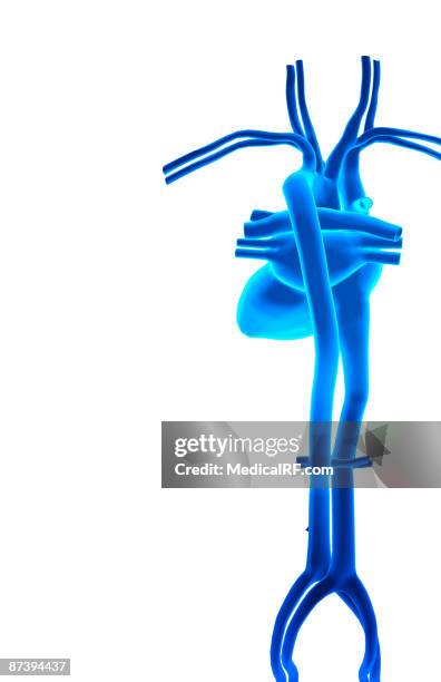 stockillustraties, clipart, cartoons en iconen met the heart and major vessels - onderste holle ader