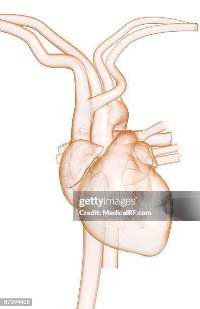 stockillustraties, clipart, cartoons en iconen met the heart and major vessels - onderste holle ader