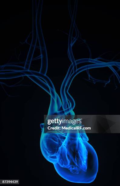 stockillustraties, clipart, cartoons en iconen met the heart and major vessels - onderste holle ader