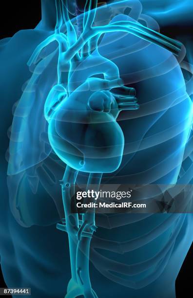 stockillustraties, clipart, cartoons en iconen met the heart and major vessels - onderste holle ader