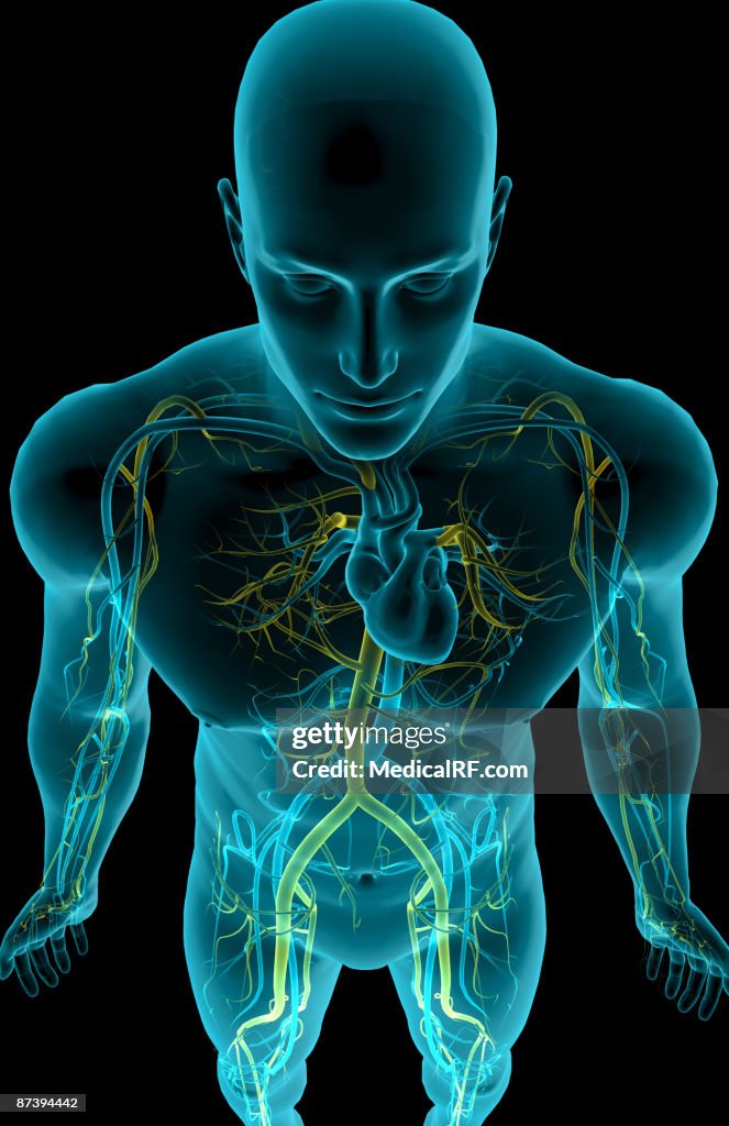 The blood vessels of the upper body