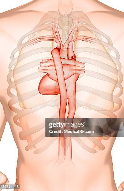 the heart and its major blood vessels - pulmonary artery stock illustrations