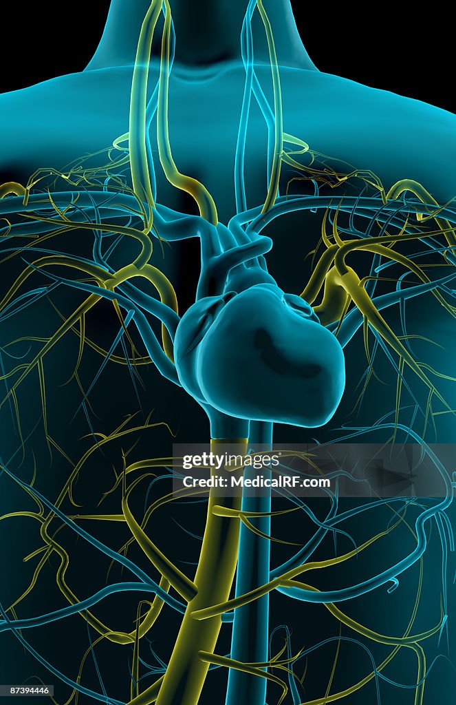 The blood vessels of the upper body