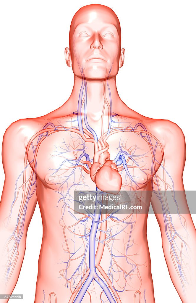 The blood vessels of the upper body