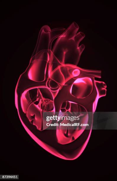 sectional anatomy of the heart. - mitral valve stock illustrations