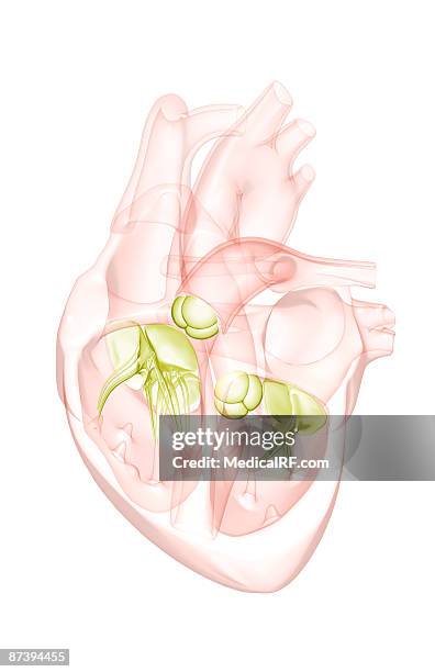 sectional anatomy of the heart. - papillary muscle stock illustrations