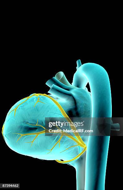 the coronary vessels of the heart - pulmonary artery stock illustrations