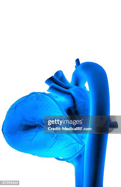 the coronary vessels of the heart - pulmonary arteries stock illustrations