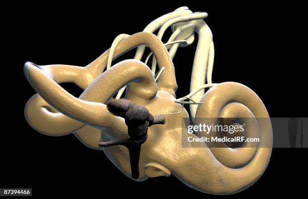 the inner ear - malleus stock illustrations