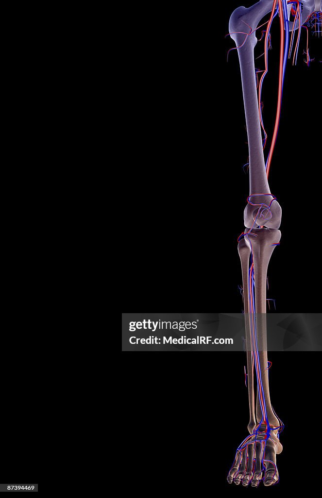 The blood supply of the lower limb