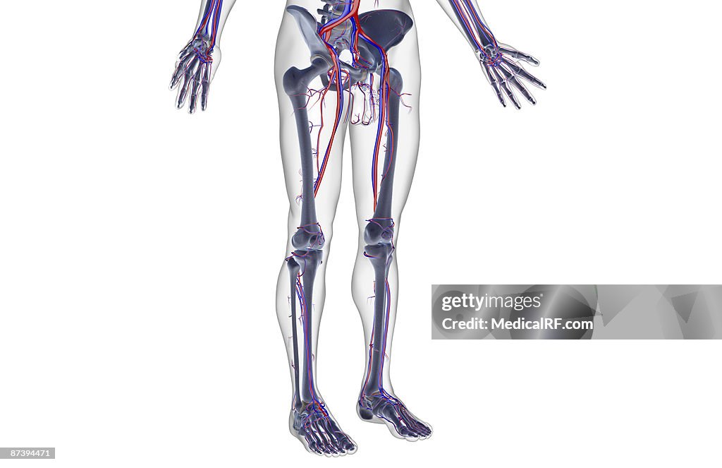 The blood supply of the lower body