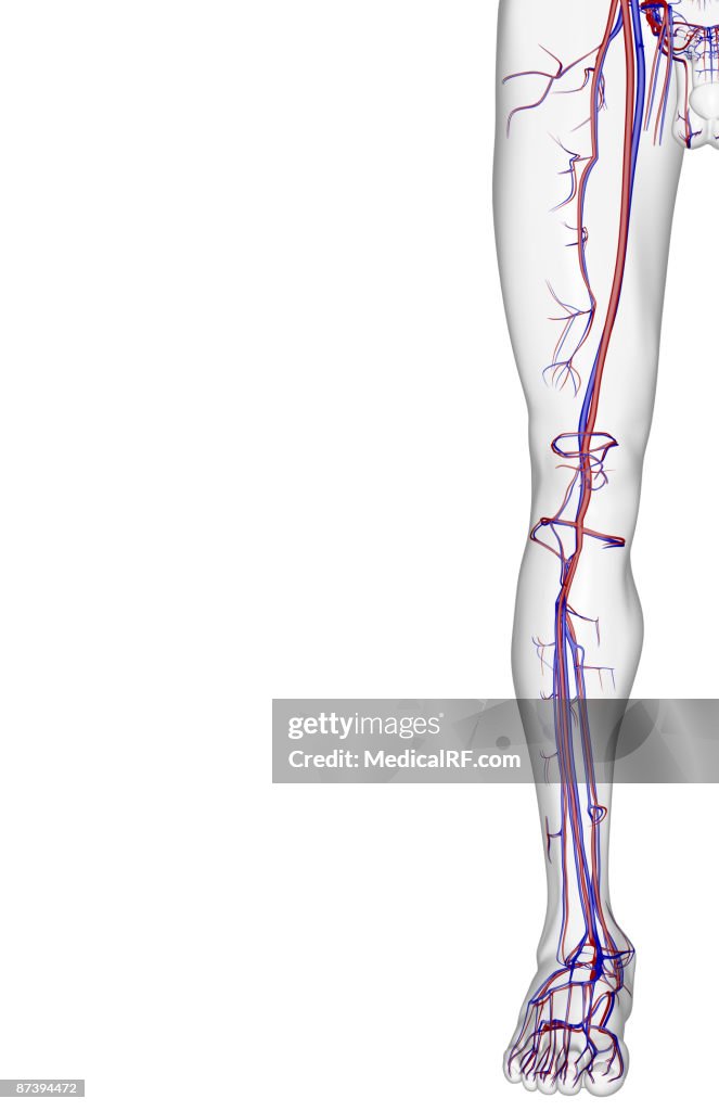 The blood supply of the lower limb