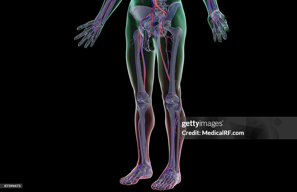 The blood supply of the lower body