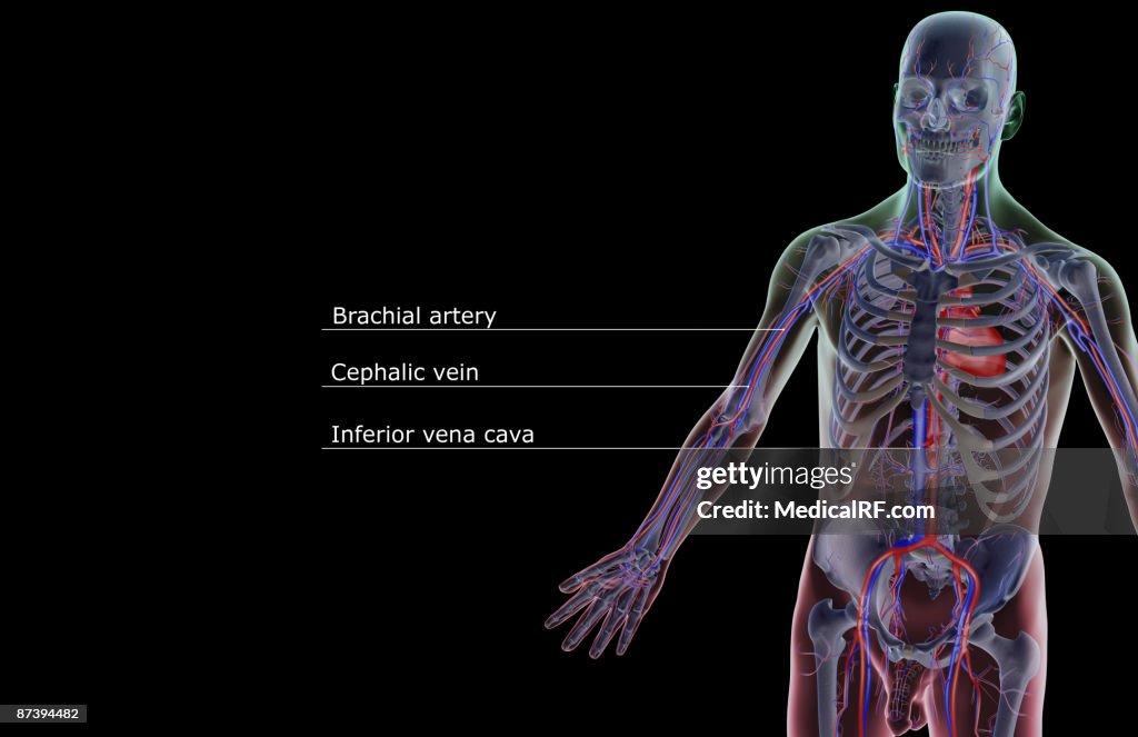 The blood supply of the upper body