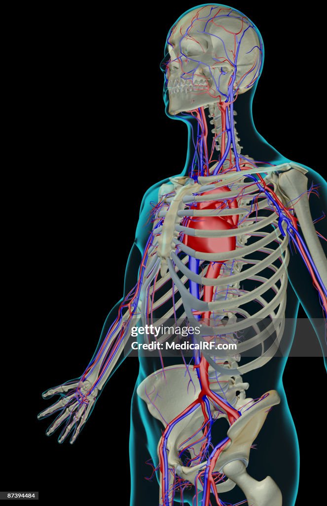 The blood supply of the upper body