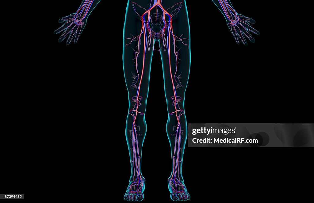 The blood supply of the lower body