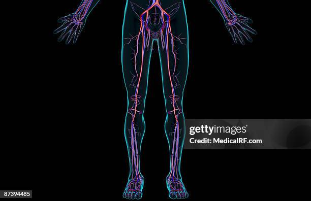 the blood supply of the lower body - femoral artery stock illustrations